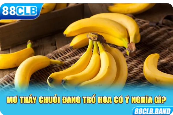 Mơ thấy chuối đang trổ hoa có ý nghĩa gì?